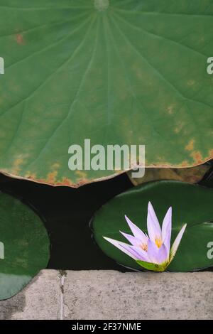 Fleur de Lotus dans l'étang gros plan bleu violet couleur vert feuilles Banque D'Images