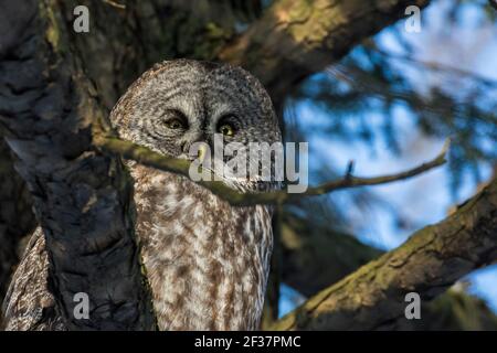 Grand hibou gris ou grand hibou gris (Strix nebulosa) Banque D'Images