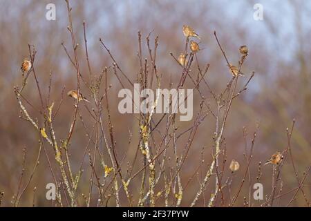 Petit troupeau de linnets dans un arbre d'hiver Forêt de Doyen Banque D'Images