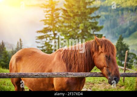 Le cheval se grise dans un pâturage de montagne où, après la pluie, les pâturages verts dans la zone alpine des Carpates sont couverts d'une mer de brouillard. Banque D'Images