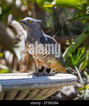 Pacific Baza / Crested Hawk. Aviceda subcristata, oiseau de proie dans un bain d'oiseaux de jardin en Australie Banque D'Images