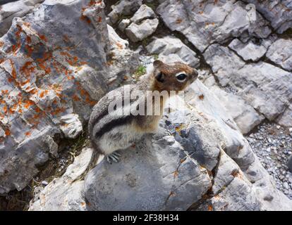 Mignonne d'écureuil-chipmunk sauvage sur le sommet de la télécabine du mont Sulphur à la recherche d'en-cas de voyageurs Banque D'Images