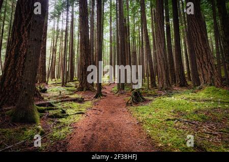 Chemin forestier traversant la forêt du National Olympique Stationnement Banque D'Images