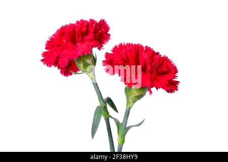 Belles fleurs de Carnation rouges isolées sur fond blanc Banque D'Images