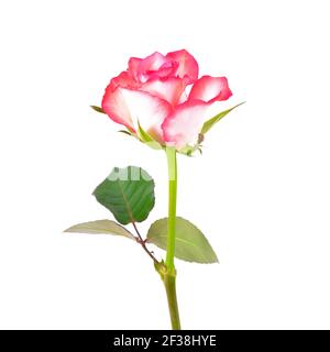 Magnifique rose blanc-rose isolée sur fond blanc Banque D'Images