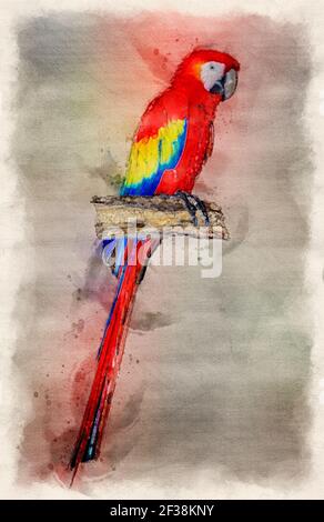 illustration de l'aquarelle numérique de la macaw rouge Banque D'Images