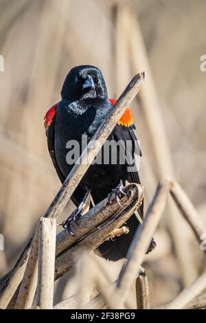 Un Blackbird ailé rouge (Agelaius phoeniceus) Au refuge national de la faune Merced dans la vallée centrale De Californie, États-Unis Banque D'Images