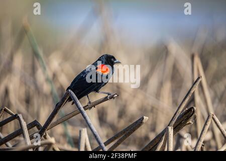 Un Blackbird ailé rouge (Agelaius phoeniceus) Au refuge national de la faune Merced dans la vallée centrale De Californie, États-Unis Banque D'Images