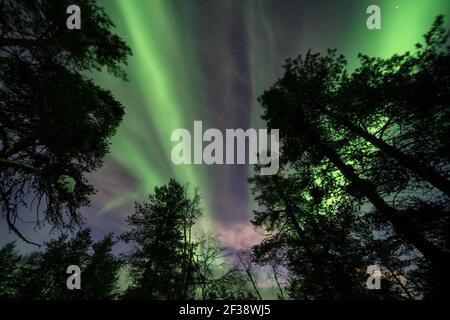 Aurora Borealis vu de Luirojärvi refuge sauvage ouvert dans le parc national Urho Kekkonen, Sodankylä, Laponie, Finlande Banque D'Images