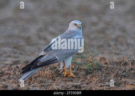 Pallid harrier, Circus macrourus, petit Rann de Kutch, Gujarat, Inde Banque D'Images