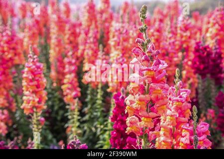 Antirrhinum majus dragon fleur en fleur dans le jardin. Banque D'Images