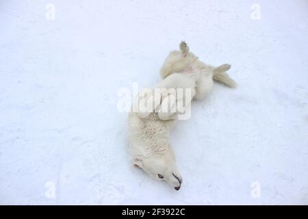 Chien Husky blanc dans la neige Banque D'Images