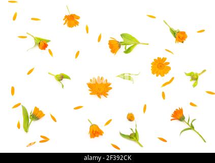 Motif coloré et lumineux de fleurs de calendula orange sur fond blanc. Flat lay, vue de dessus, arrière-plan naturel Banque D'Images