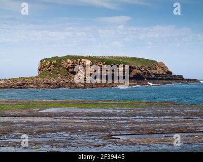 Rock Platform et Grasshopper Island, Depot Beach, Murramarang National Park, Nouvelle-Galles du Sud, Australie Banque D'Images