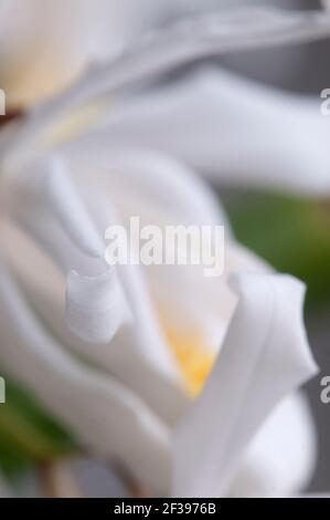 Fleurs de Coelogyne cristata orchid, Close up shot Banque D'Images