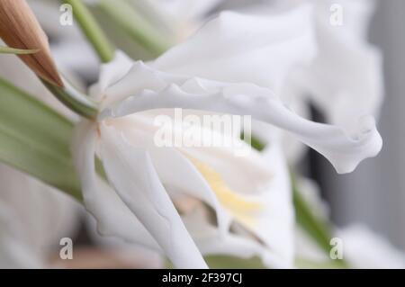 Fleurs de Coelogyne cristata orchid, Close up shot Banque D'Images