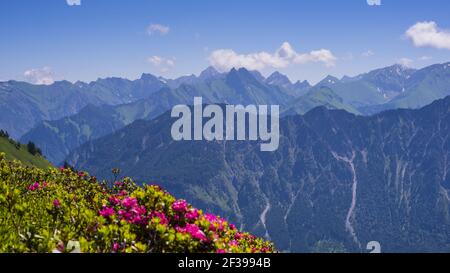 Géographie / Voyage, Allemagne, Bavière, rose alpine à Fellhorn (pic), derrière elle les Alpes d'Allgaeu, Allgae, liberté-de-Panorama Banque D'Images