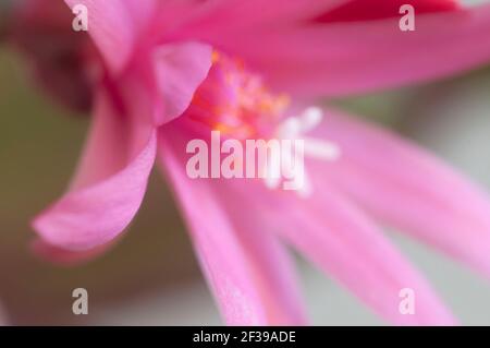 Fleurs de cactus de Pâques sur fond vert, gros plan, mise au point locale Banque D'Images