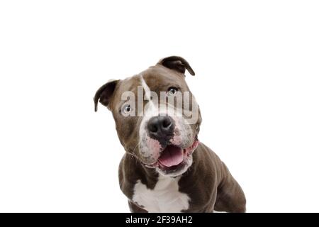 expression du visage de chien choqué et surpris. Le taureau américain s'est isolé sur fond blanc Banque D'Images