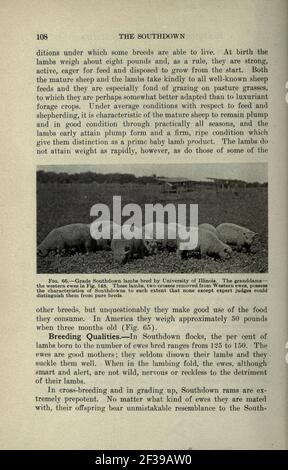 Élevage de moutons productif (page 108) Banque D'Images