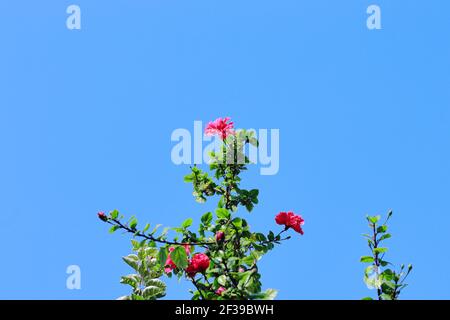 Belle et fraîche couleur rouge hibiscus fleur dans le jardin avec fond bleu ciel, inde Banque D'Images
