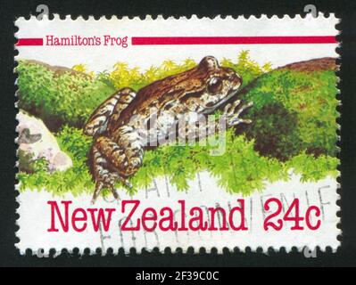 NOUVELLE-ZÉLANDE - VERS 1984 : timbre imprimé par la Nouvelle-Zélande, montre la grenouille de Hamilton, vers 1984 Banque D'Images