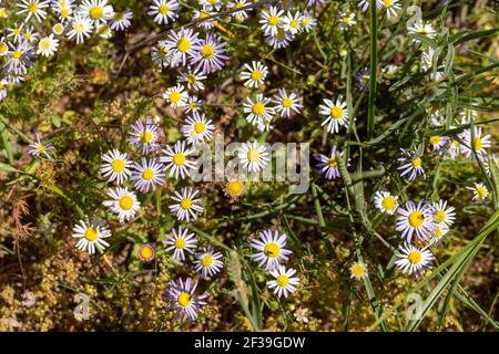 Quelques fleurs bleues et blanches d'une Felicia sp. Dans un habitat naturel près de Darling dans le Cap occidental de l'Afrique du Sud Banque D'Images