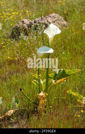 Fleurs sauvages africaines : Zantedeschia aethiopica en habitat naturel près de Darling, dans le Cap occidental de l'Afrique du Sud Banque D'Images