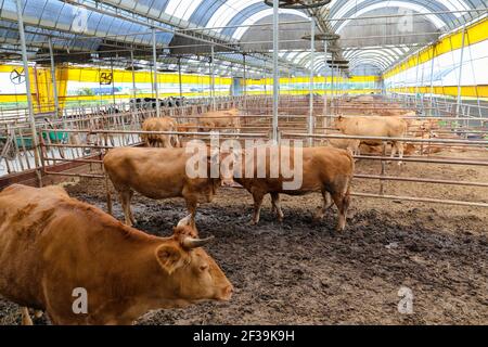 Bovins coréens dans la clôture, élevage de bétail dans les zones rurales Banque D'Images