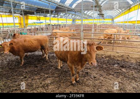 Bovins coréens dans la clôture, élevage de bétail dans les zones rurales Banque D'Images