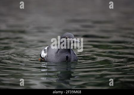 Pigeon Gulliemot (Cepphus columba) Oregon Coast, États-Unis BI003259 Banque D'Images