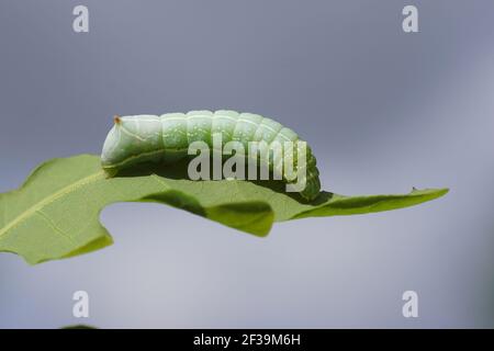 Chenille de la sous-aile en cuivre du Svensson (Amphipyra berbera), papillons de nuit familiaux (Noctuidae) se nourrissant sur une feuille de chêne dans un jardin hollandais. Pays-Bas Banque D'Images