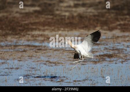 American Avocet arrivant sur terre (Recurvirostra americana) Klamath NWR Oregon, Etats-Unis BI003319 Banque D'Images