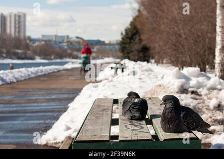 Deux pigeons gris sont assis sur un banc en bois dans le parc au printemps, avec de la neige fondante, sur le remblai à l'extérieur des locaux Banque D'Images