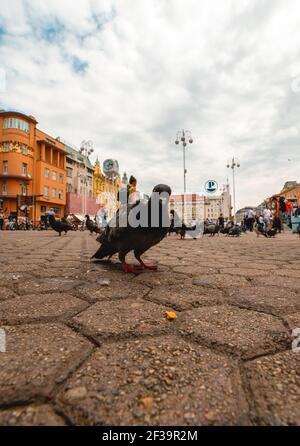 Vue à angle bas sur les personnes et les pigeons de la place dans la ville de Zagreb Banque D'Images