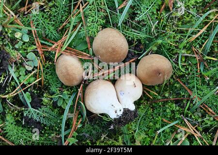 Apioperdon pyriforme, précédemment appelé Lycoperdon pyriforme, communément connu sous le nom de poire-forme ou puffball souche, champignon de Finlande Banque D'Images