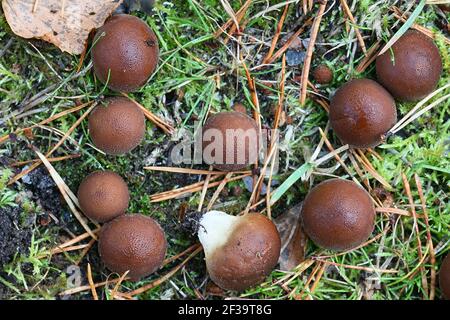 Apioperdon pyriforme, précédemment appelé Lycoperdon pyriforme, communément connu sous le nom de poire-forme ou puffball souche, champignon de Finlande Banque D'Images