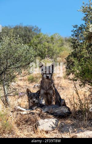 Loups ibériques (Canis lupus signatus) en Andalousie, Espagne Banque D'Images