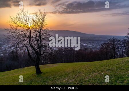 Coucher de soleil sur la montagne suisse, arbre sur prairie avec vue sur la vallée du Rhin, Dornbirn, Lutenau, Götzis, Kummenberg, Arrière-plan Säntis. Abendrot mit Baum Banque D'Images