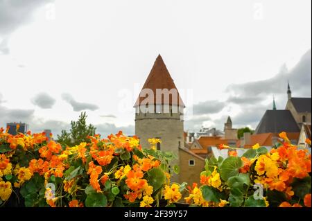 Jardin sur le toit de la ville, lit de naturtiums (tropaeolum majus), la vieille ville de Tallinn avec Stout ou tour Fat Margaret en arrière-plan Banque D'Images