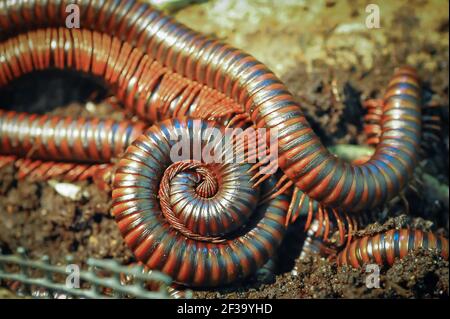 Millipèdes brun géant (Harpagophoridae) Malaisie. Gros plan de plusieurs millipèdes, enroulés, terriers et rampants sur sol meuble. Banque D'Images