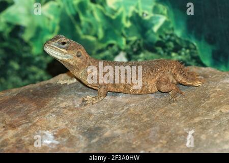 Un gros plan de Xenagama taylori ou le nain à queue de bouclier Banque D'Images