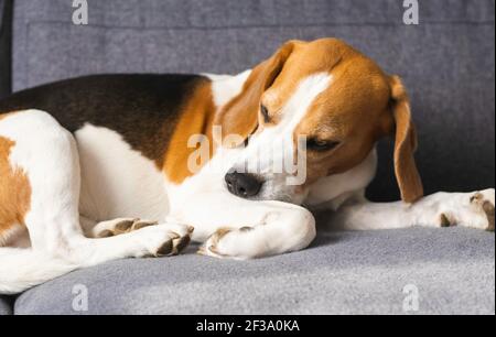 Beagle chien piquant sa peau de démangeaison sur les jambes. Banque D'Images