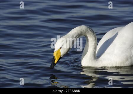 Whooper Swan - FeedingOlor cygnus Welney WWT, Ouse Washes Norfolk, Royaume-Uni BI015372 Banque D'Images