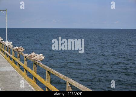 Un troupeau de goélands perchés sur une rambarde en métal, au bord de la mer, à Rugen Island, en Allemagne Banque D'Images