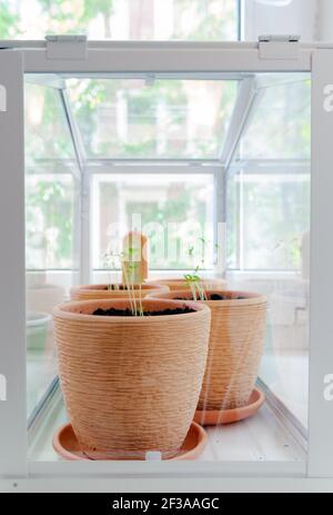Pots de fleurs avec jeunes semis en serre sur le rebord de la fenêtre Banque D'Images
