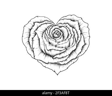 Belle ligne art coeur rose dessin isolé sur blanc, beaux art fleur rose grande pour la Saint-Valentin, fête des mères ou des mariages, amour fleuri Banque D'Images