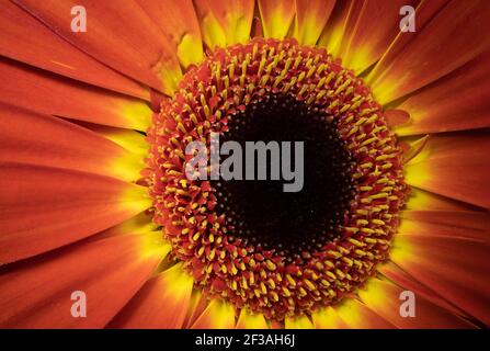 Incroyable gerbera orange. Vue macro. Banque D'Images