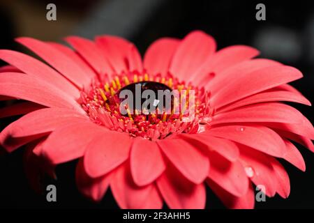 Incroyable gerbera rose. Vue macro Banque D'Images
