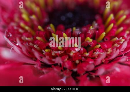 Incroyable gerbera rose. Vue macro Banque D'Images